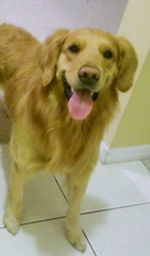 Golden Retriever Dogs for adoption in Naples, FL, USA