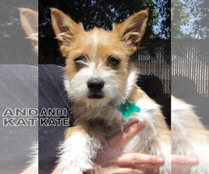 Pembroke Welsh Corgi Dogs for adoption in Lindsay, CA, USA