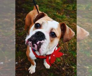 Bull-Boxer Dogs for adoption in Dumfries, VA, USA