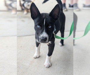 - Mix Dogs for adoption in Holly Springs, NC, USA