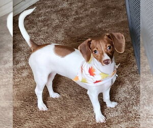 Dachshund Dogs for adoption in Claremore, OK, USA