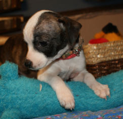 Medium Photo #1 Boston Huahua Puppy For Sale in Prosser, WA, USA