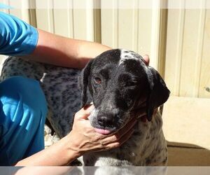 Pointer Dogs for adoption in Athens, AL, USA