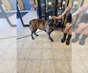 Mastiff Dogs for adoption in Norfolk, VA, USA