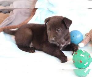 Mutt Dogs for adoption in Paso Robles, CA, USA
