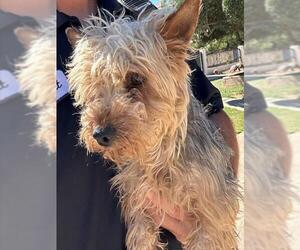 Poodle (Miniature)-Unknown Mix Dogs for adoption in HESPERIA, CA, USA