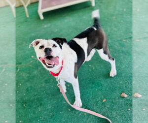 Mutt Dogs for adoption in Clarkesville, GA, USA