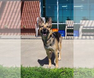 German Shepherd Dog Dogs for adoption in Pueblo, CO, USA