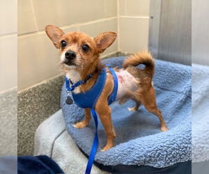 Chihuahua Dogs for adoption in Boston, MA, USA