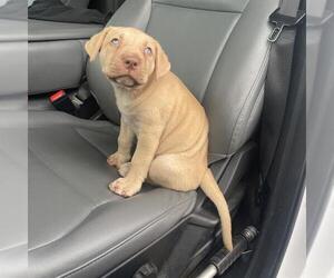 Labrador Retriever-Unknown Mix Dogs for adoption in San Antonio, TX, USA