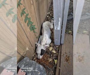 American Staffordshire Terrier-Unknown Mix Dogs for adoption in San Antonio, TX, USA