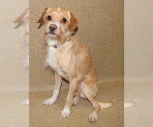 Border Terrier-Unknown Mix Dogs for adoption in Centreville, VA, USA
