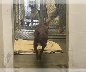 American Pit Bull Terrier Dogs for adoption in Ocala, FL, USA