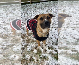 Boxer-Unknown Mix Dogs for adoption in Holly Springs, NC, USA