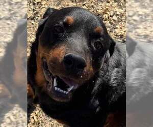 Rottweiler Dogs for adoption in Minneapolis, MN, USA