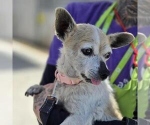 Chihuahua-Unknown Mix Dogs for adoption in Las Vegas, NV, USA