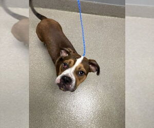 American Pit Bull Terrier-Unknown Mix Dogs for adoption in Las Vegas, NV, USA
