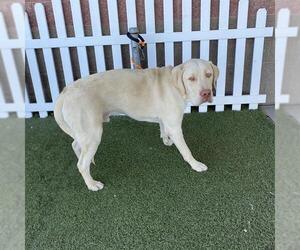Labrador Retriever Dogs for adoption in Modesto, CA, USA