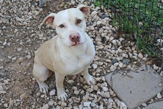 Medium Photo #1 American Pit Bull Terrier-Labrador Retriever Mix Puppy For Sale in Hankamer, TX, USA