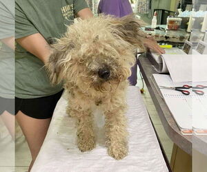 Poodle (Miniature)-Unknown Mix Dogs for adoption in Benton, LA, USA