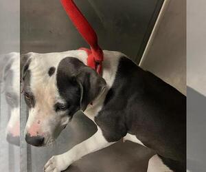 American Pit Bull Terrier Dogs for adoption in Downey, CA, USA