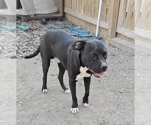 American Staffordshire Terrier-Unknown Mix Dogs for adoption in San Antonio, TX, USA