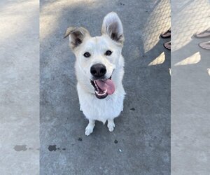 Golden Retriever-Huskies  Mix Dogs for adoption in Davis, CA, USA