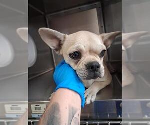 Frenchie Pug Dogs for adoption in Chula Vista, CA, USA