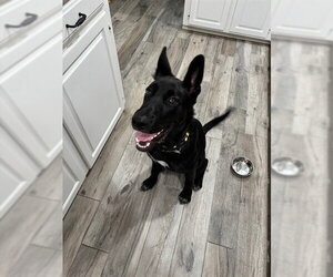 German Shepherd Dog-Unknown Mix Dogs for adoption in Plano, TX, USA