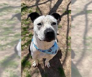 American Pit Bull Terrier-Unknown Mix Dogs for adoption in Tulsa, OK, USA