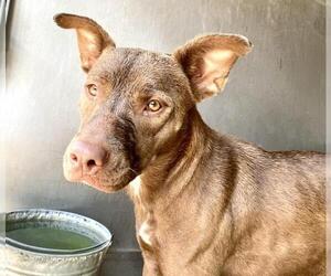 American Pit Bull Terrier-Unknown Mix Dogs for adoption in San Bernardino, CA, USA