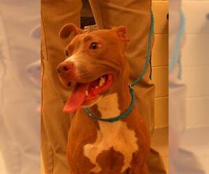 Mutt Dogs for adoption in Sanford, FL, USA