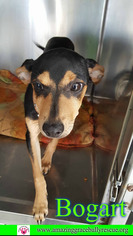 American Rat Pinscher Dogs for adoption in Pensacola, FL, USA