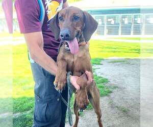 Redbone Coonhound-Unknown Mix Dogs for adoption in Long Beach, CA, USA