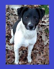 Raggle Dogs for adoption in Little Rock, AR, USA