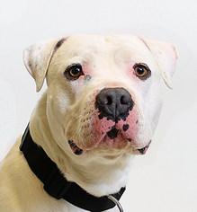 American Bulldog Dogs for adoption in Truckee, CA, USA