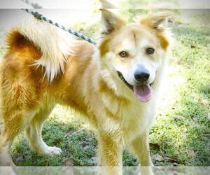 Goberian Dogs for adoption in Tallahassee, FL, USA