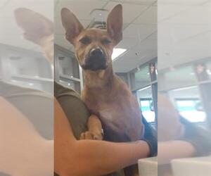 Mutt Dogs for adoption in Oklahoma City, OK, USA