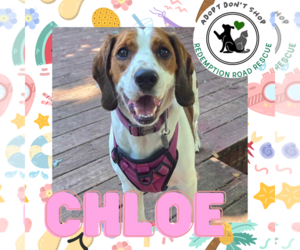 Beagle-Unknown Mix Dogs for adoption in Crystal, MN, USA