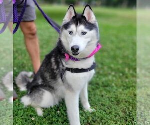 Siberian Husky Dogs for adoption in Lancaster, PA, USA