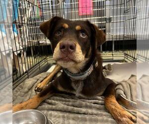 Labrador Retriever-Unknown Mix Dogs for adoption in San Antonio, TX, USA