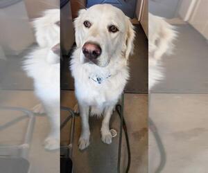 Golden Pyrenees Dogs for adoption in PEYTON, CO, USA