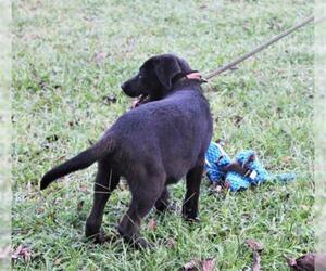 Mutt Dogs for adoption in Holly Hill, SC, USA