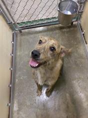 Mutt Dogs for adoption in Green Bay, WI, USA