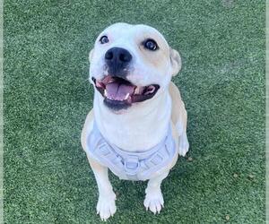 American Staffordshire Terrier-Unknown Mix Dogs for adoption in Grand Prairie, TX, USA