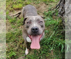 American Pit Bull Terrier-Staffordshire Bull Terrier Mix Dogs for adoption in Frankenmuth, MI, USA