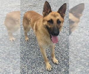 German Shepherd Dog Dogs for adoption in Newfoundland, PA, USA
