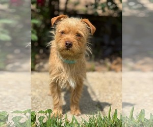 Mutt Dogs for adoption in PIPE CREEK, TX, USA