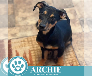 Dachshund-Unknown Mix Dogs for adoption in Kimberton, PA, USA
