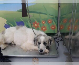 Great Pyrenees Dogs for adoption in Waco, TX, USA